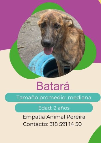 Batara.jpg