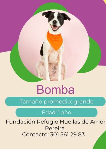 Bomba.jpg