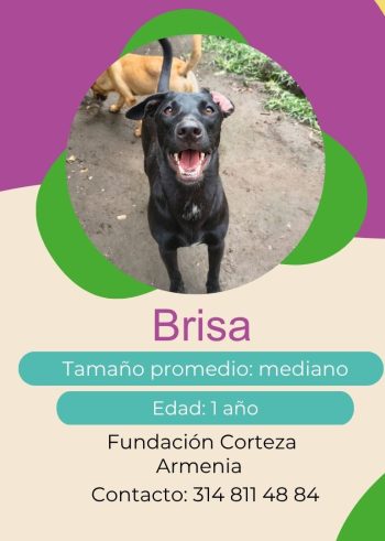 Brisa.jpg