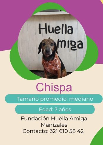 Chispa.jpg
