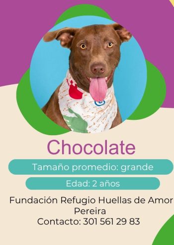 Chocolate.pptx.jpg
