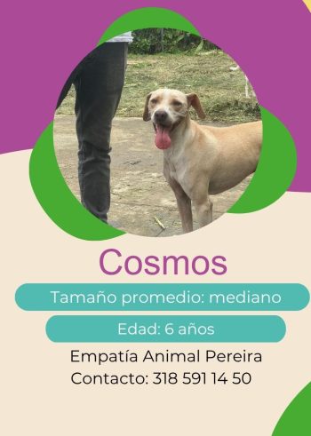 Cosmos.jpg