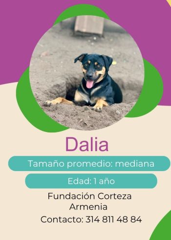 Dalia.jpg