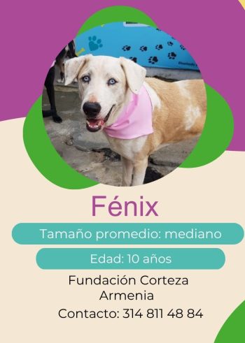 Fenix.jpg
