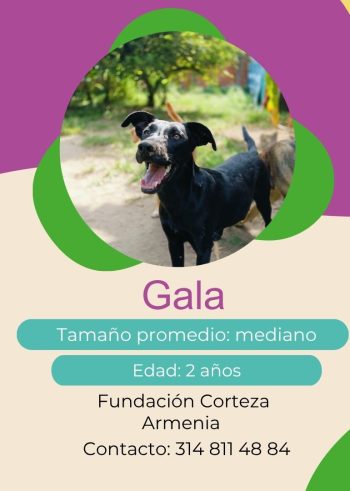 Gala.jpg