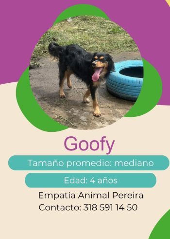 Goofy.jpg