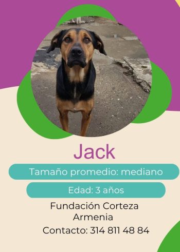 Jack.jpg