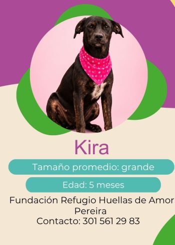 Kira.jpg