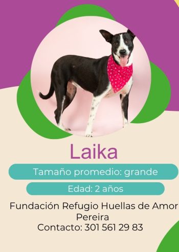 Laika.jpg