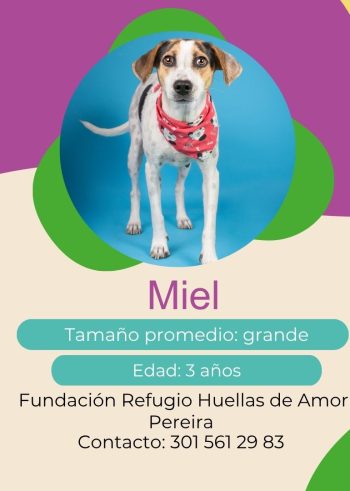 Miel.jpg