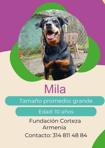 Mila.jpg