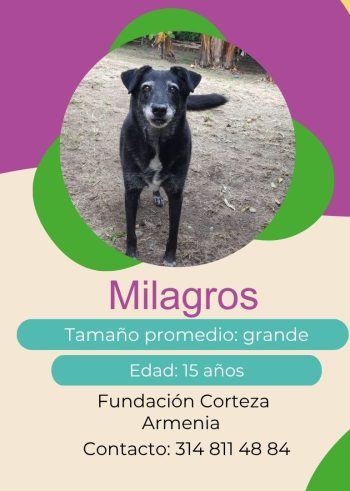 Milagros.jpg