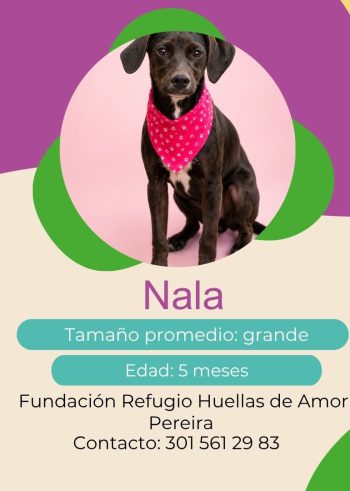 Nala.jpg