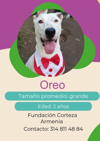 Oreo.jpg