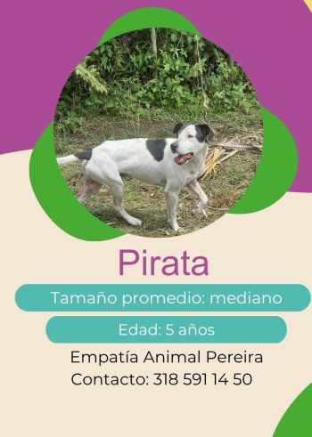 Pirata.jpg