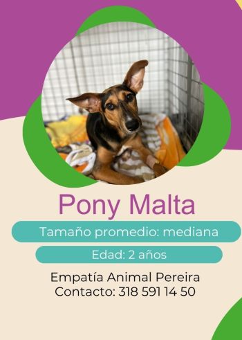 Pony Malta.jpg
